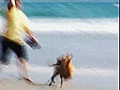 Why Dogs Rule The Beach  | BahVideo.com