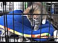 Three Kittens at Sante D Or | BahVideo.com