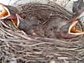 Baby Birds | BahVideo.com