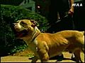 Man Mauled To Death By Own Dog | BahVideo.com