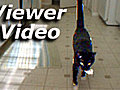Watch out dogs this cat can fetch too | BahVideo.com