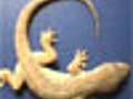 Ants Eat A Gecko | BahVideo.com
