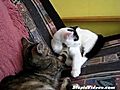 Kitten Massage Revisited | BahVideo.com