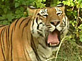 Team Purab spots the big cat in Pench tiger  | BahVideo.com