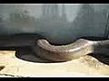 Largest Snake Dead | BahVideo.com