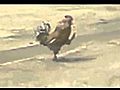 Militant Rooster | BahVideo.com
