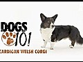 Cardigan Welsh Corgi | BahVideo.com