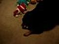 My Dog opening Christmas Gifts 2 | BahVideo.com