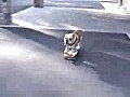 Dog on Skateboard | BahVideo.com