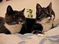 The two talking cats plus gecko | BahVideo.com