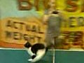 Ping Pong Kitty | BahVideo.com