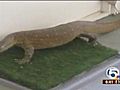 Monitor lizards making South Florida home WPTV  | BahVideo.com