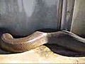 Big Snake | BahVideo.com