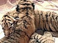 Tiger habitat shows off triplet cubs | BahVideo.com