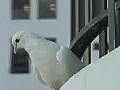 Royalty Free Stock Video HD Footage White Dove on a Hotel Balcony at Waikiki Beach in Honolulu Hawaii | BahVideo.com