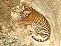 Tigress falls into dry well rescued | BahVideo.com