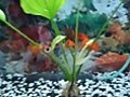 Goldfishes Go Crazy | BahVideo.com