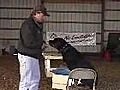 How to Train a Rottweiler to be a Retriever | BahVideo.com