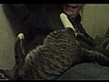Cat Beats and Rapes my Wife  | BahVideo.com