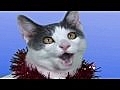 JINGLE CATS Holly Jolly Christmas  | BahVideo.com