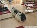 Puppy vs Mirror | BahVideo.com