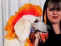 Extreme Poodles Lori and Falcor | BahVideo.com