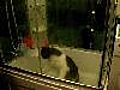 Cat | BahVideo.com