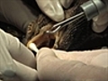 Dragon dentist | BahVideo.com