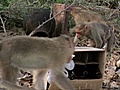 National Geographic Animals - Drunk Monkeys | BahVideo.com