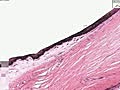 Histology of Eye | BahVideo.com