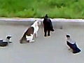 Animals Crows vs Cat vs Cat Street Fight  | BahVideo.com
