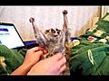Slow Loris Tickle Sonya The Tickle Lover  | BahVideo.com
