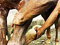 Even Horses Need a Massage | BahVideo.com