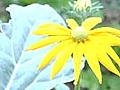Un jardin bio | BahVideo.com