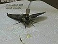 Cyborg Insects | BahVideo.com