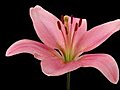 Time-lapse Of Opening Pink Lily 7 Isolated On Black Stock Footage | BahVideo.com