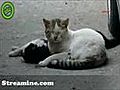  mouvant un chat veut r animer son ami mort | BahVideo.com