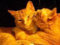 A Tail of Two Kitties - Valentine s Day Greeting | BahVideo.com