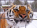 Snow Falling on Tigers | BahVideo.com