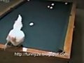 Hilarious Hen Billiard | BahVideo.com