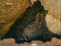 D nyan n en cesur hayvan bal porsu u | BahVideo.com