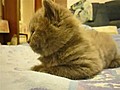 Tired Cat Falls Asleep | BahVideo.com