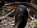 Snake | BahVideo.com