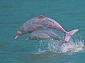 Pink Dolphins Frolic In Hong Kong Waters | BahVideo.com