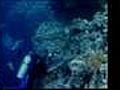 Coral bleaching forces Thai diving ban | BahVideo.com