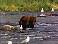 Grizzly Bear in Stream | BahVideo.com