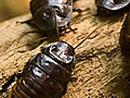 Cockroaches as Medicine | BahVideo.com