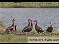 Whistling Ducks of Devils Garden | BahVideo.com