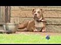 Pitbulls Attacks Neighbor amp 039 s Dogs | BahVideo.com