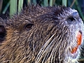 Nutria on the Loose | BahVideo.com